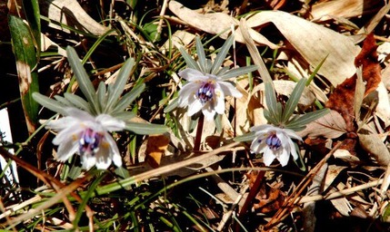 220303 山野草のエキ (34)