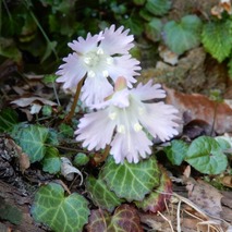 220404 山野草のエキ (130)