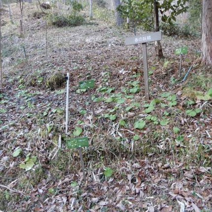 220106 山野草のエキ (29)