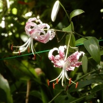 220805 山野草のエキ