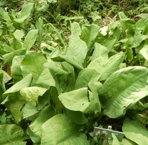 220618 山野草のエキ (30)