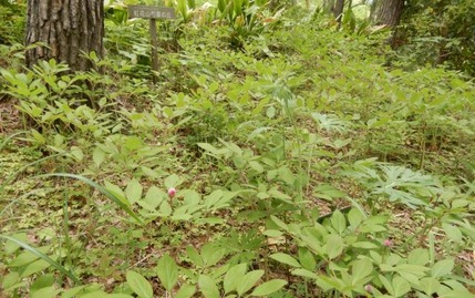 220519 山野草のエキ (131)