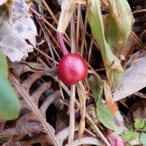 220106 山野草のエキ (40)