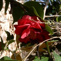 220407 山野草のエキ (8)