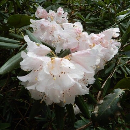 k230418 (10)山野草のエキ