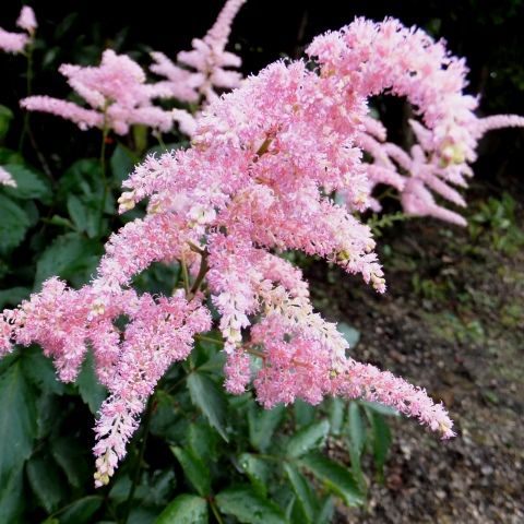 庭の花 アスチルべ カラスビシャク ホタルブクロ マツバギク ヒメツルソバ 定年生活