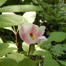 220522 山野草のエキ (23)