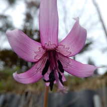 220328 山野草のエキ (19)