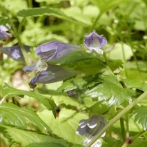 220428 山野草のエキ (29)