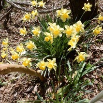 220404 山野草のエキ (47)