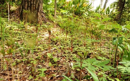 220505 山野草のエキ (102)