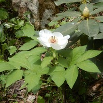 b230418 (16)山野草のエキ