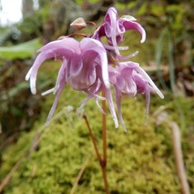 l230418 (37)山野草のエキ