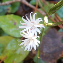 キッコウハグマ221031 (40)