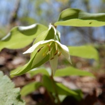 220422 山野草のエキ (51)