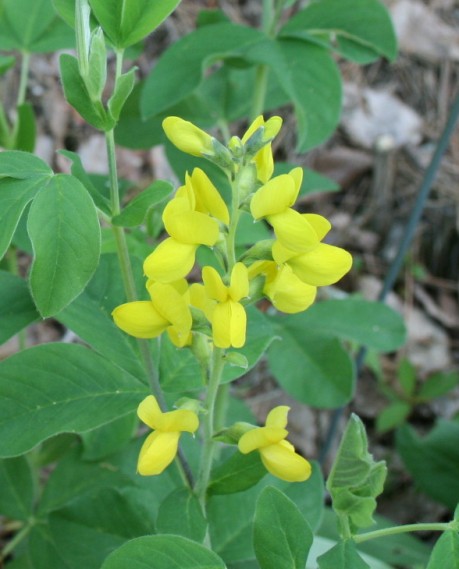 鹿野の山野草園 ０２３ ミヤコワスレ クリンソウ チョウジソウ センダイハギ 定年生活