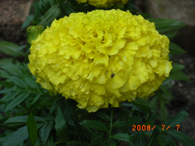 庭の花 マリーゴールド ケイトウ 定年生活