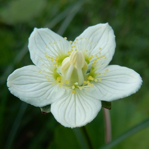 須々万の花 ウメバチソウ ノコンギク アキノタムラソウ他 定年生活