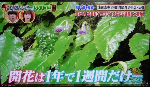 真央ちゃん イワタバコを食べる 定年生活