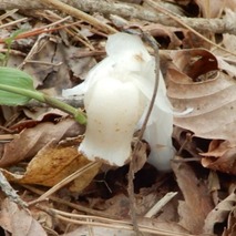 220519 山野草のエキ (101)