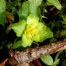 220407 山野草のエキ (80)