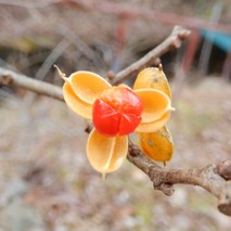 220106 山野草のエキ (52)