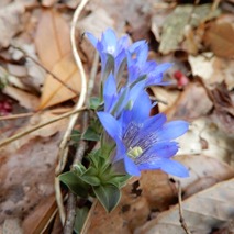 220422 山野草のエキ (2)