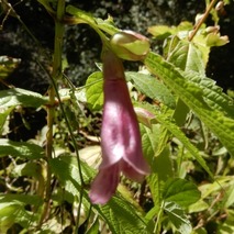 ジャコウソウ221013 山野草のエキ (1)