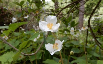 220505 山野草のエキ (21)