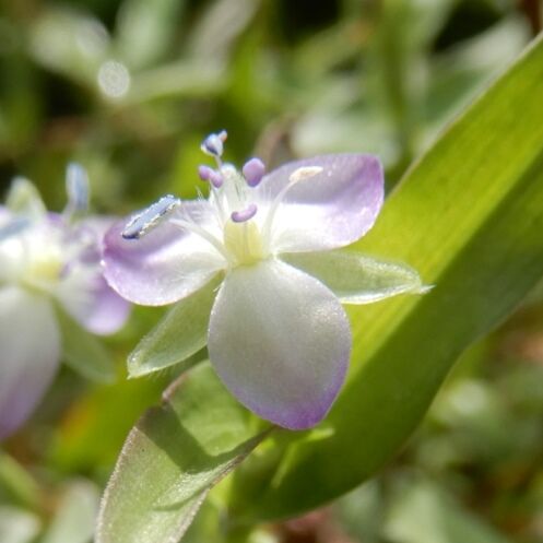 秋 田んぼの畔の花 イボクサ オモダカ ミゾカクシ キンエノコログサ他 定年生活 秋 田んぼの畔の花 イボクサ オモダカ ミゾカクシ キンエノコログサ他 定年生活
