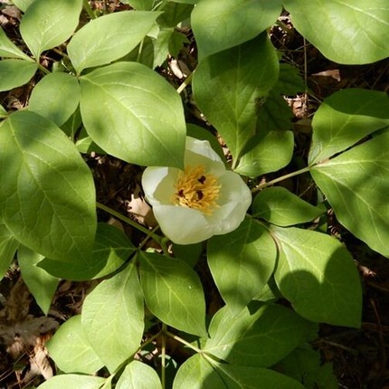 220422 山野草のエキ (78)