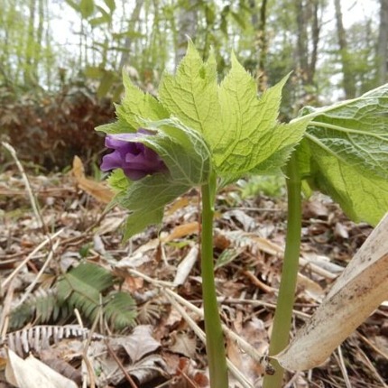 f230418 (32)山野草のエキ