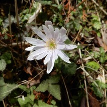 220325 山野草のエキ (117)