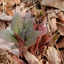 220325 山野草のエキ (44)