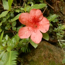 山野草のエキ (63)