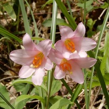 220519 山野草のエキ (74)-1