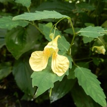 220723 山野草のエキ (18)