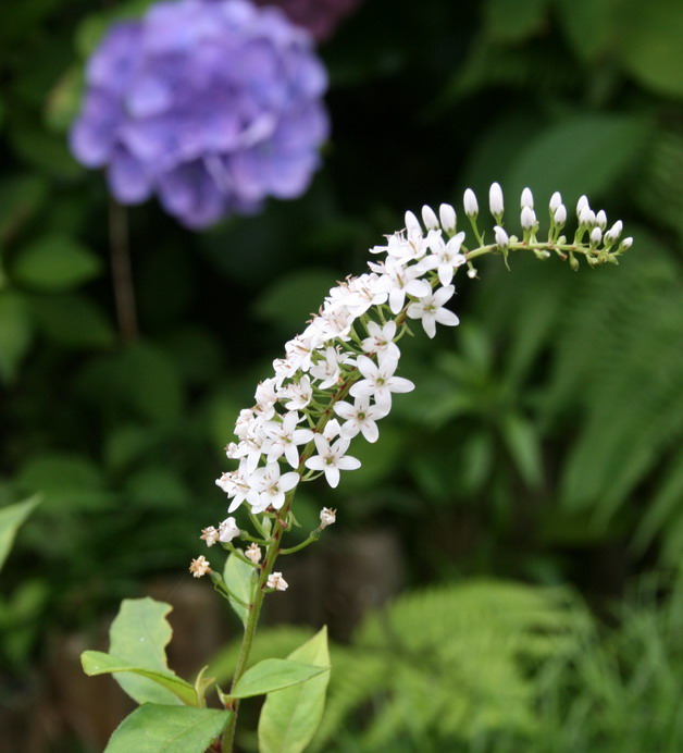 庭の花 ０３１ オカトラノオ サルビア カスミソウ リアトリス 定年生活