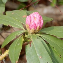 220328 山野草のエキ (59)