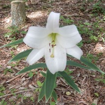 220618 山野草のエキ (97)