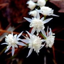 220303 山野草のエキ (4)