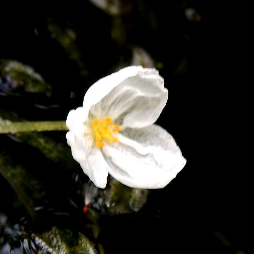 庭の花 アスチルべ オオカナダモ ツルバラ ヤエドクダミ 定年生活