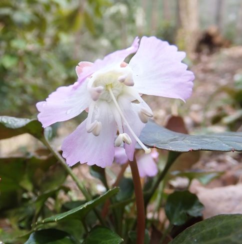鹿野の花 鹿野の山野草園 イワウチワが咲いた イワウチワ ショウジョウバカマ アセビ シキビ 定年生活