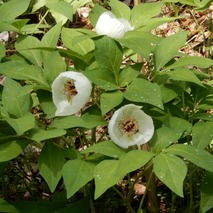 220422 山野草のエキ (26)