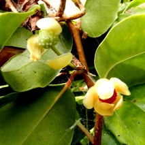 220804 山野草のエキ (6)