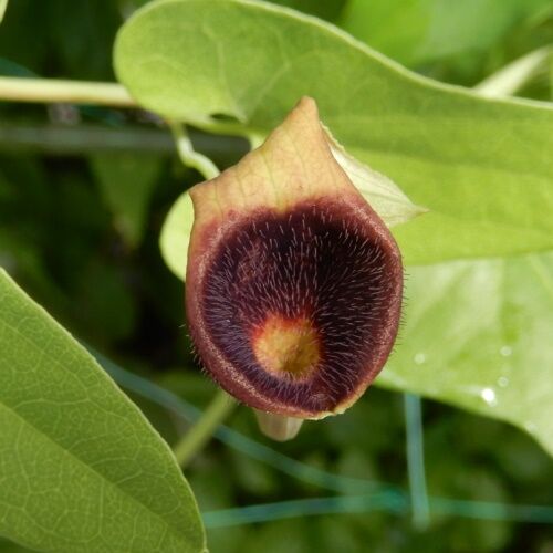 庭の花 ウマノスズクサの開花 定年生活