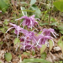 l230418 (51)山野草のエキ