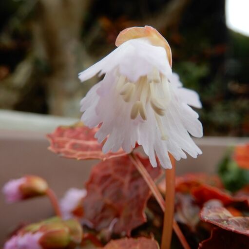 庭の花 イワウチワが咲いた 葉が赤い訳解明 定年生活