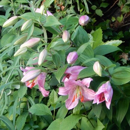 庭野花 最盛期の花全部 ユリ ツルバラ ホタルブクロ 紅白 アスチルベ フナバラソウ他 定年生活