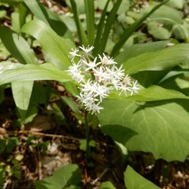 220428 山野草のエキ (102)